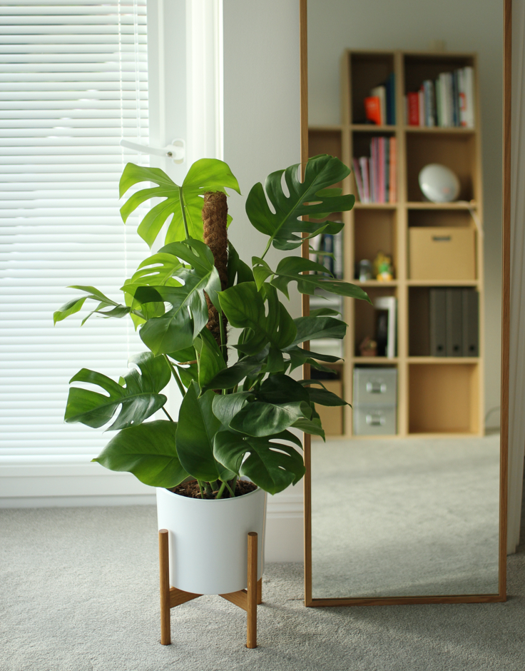 A photograph of a cheese plant